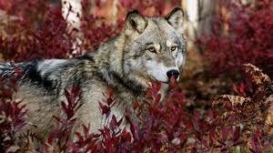 New and best 97,000 of desktop wallpapers, hd backgrounds for pc & mac, laptop, tablet, mobile phone Wolf Hd Wallpaper 1920x1080 Id 37857 Wallpapervortex Com