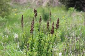 Image result for Spiraea douglasii