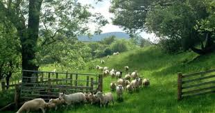 Feedly Connects You To The Information And Knowledge You Care About We Help You Get More Out Of You Work Education Hobbies And Inte Schafe Natur Natur Tiere