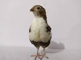quail bildircin animal kus doga bildircin quail civciv bildircin kus vine