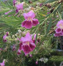 Ordering flowers online is easy with our website and our flower shop prides itself in creating gorgeous floral arrangements using only the freshest flowers sourced from the best flower growers in the world. Brenda S Texas Wild Garden Desert Willow Tree