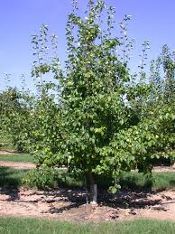 Image result for Pyrus pyrifolia