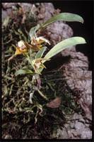 Image result for Polystachya malilaensis