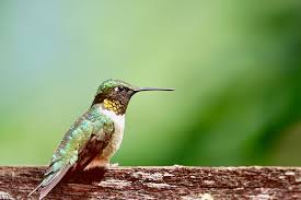 Plants will position their flowers outward so the hummingbirds can easily reach them. Attracting Hummingbirds Salisbury Greenhouse