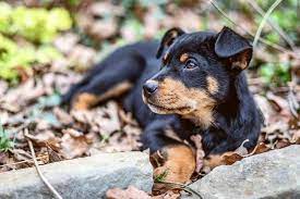 The german shepherd rottweiler mix is a strong, intelligent crossbreed with great watchdog abilities. An In Depth Guide To The German Shepherd Rottweiler Mix K9 Web