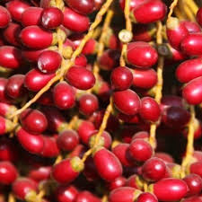 Image result for Phoenix pusilla