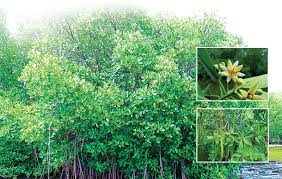 Image result for Rhizophora mucronata