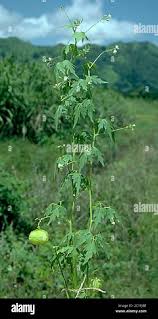 Image result for Cardiospermum halicacabum