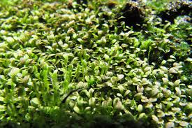 Image result for Utricularia welwitschii