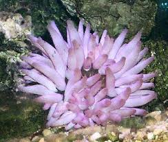 Pink Tipped Anemone Condylactis Gigantea Florida