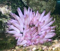 pink tipped anemone condylactis gigantea florida