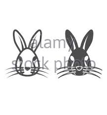 Download bunny face silhouette and use any clip art,coloring,png graphics in your website, document or presentation. Animal Bunny Face Rabbit Solid Icon Infographics 5 Steps Presentation Background Stock Vector Image Art Alamy
