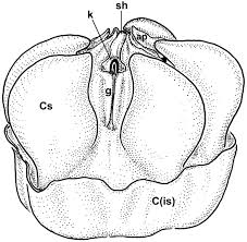 Image result for Landolphia letestui