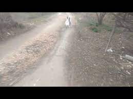 kaz ordek sesleri videolari kopek havlamasi sesleri youtube ordekler kopek videolar
