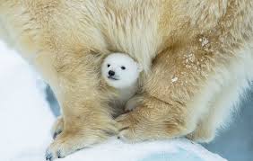 Les élèves (faire) les problèmes de maths. Que Cache L Ours Polaire De Frederic Baby Gund Ours En Peluche Anime Cache Cache My 1st Teddy Cela Signifie Qu Il Est Mieux Equipe Pour S Adapter Aux Changements Climatiques Parce Qu Il