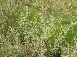 Image result for Artemisia sp.no.1