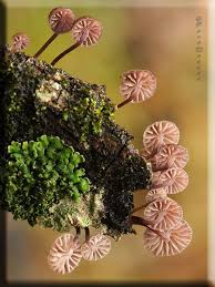 Mycena Meliigena Plant Fungus Stuffed Mushrooms Flowers