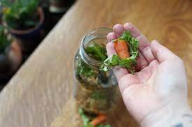 How To Care For A Pet Snail Ehow Pet Snails What Cats Can Eat Snail