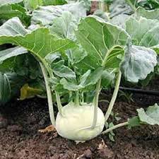 KOHLRABI SEED, EARLY WHITE VIENNA, HEIRLOOM, NON GMO SEEDS,