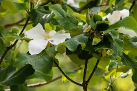 Image result for Magnoliaceae