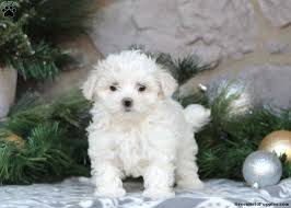 This fee usually includes spaying or neutering, current vaccinations, a heartworm. Maltese Puppies For Sale Greenfield Puppies