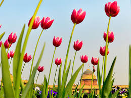 The flowers are usually large, showy and brightly colored, generally red. Tulips Ghar Wapsi At The Mughal Gardens