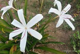Gracias por visitar nuestro sitio web, que ayuda. Planta Liliacea De Flores Grandes Y Hermosas Jacintos O Hyacinths Sus Hojas Son Grandes Y Oblongas De Color Verde Purpura Rojizo O Variegado Pictures Nature