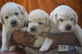Maybe you would like to learn more about one of these? Labrador Puppies For Sale Near Lulu Mall Kochi Kochi Free Classifieds
