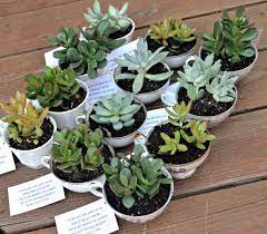 Baby Shower Favors Teacup Succulents Amy Latta Creations