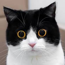 pin ot polzovatelya stephanie j na doske animaux krasivye koshki zhivotnye koshki