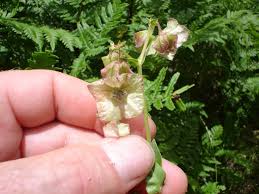 Image result for Nyctaginaceae