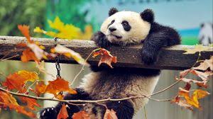Check spelling or type a new query. Panda Full Hd Hdtv Fhd 1080p Wallpapers Hd Desktop Backgrounds 1920x1080 Images And Pictures