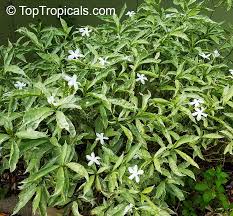 Image result for Tabernaemontana