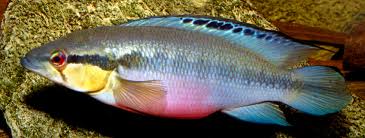 Image result for Lepidotrichilia