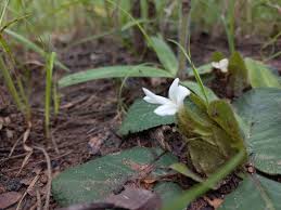 Image result for Crabbea kaessneri