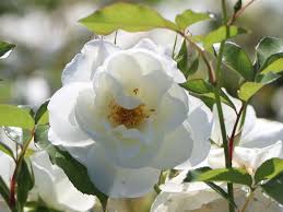 9 posts • page 1 of 1. Strauchrose Schneewittchen Schonste Rosen Expertenwissen
