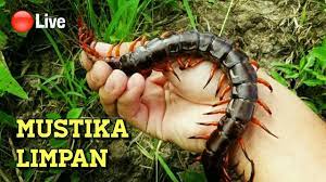 We did not find results for: Cara Pengambilan Mustika Lipan Kelabang Youtube