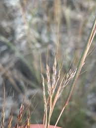 Image result for Hyparrhenia cymbaria