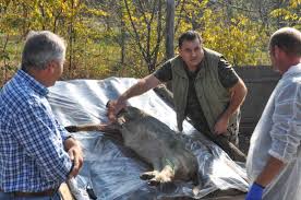 La vanatoare de mistreti ⭐ , romania, giurgiu: Cinci MistreÈi GÄsiÈi MorÈi La Fonduri De VanÄtoare Din TimiÈ Cauza Este Pesta PorcinÄ AfricanÄ