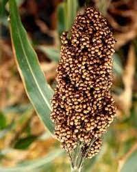 Sorghum Bicolor Sorghum Growing Food Farm Gardens