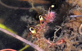 Image result for Aldrovanda vesiculosa