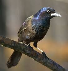 Black Bird With Black Beak And Black Eyes Pin On Animals