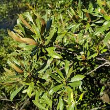 Image result for Myrica