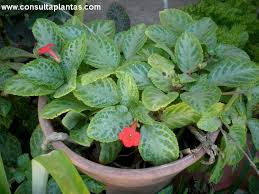 Image result for Episcia reptans
