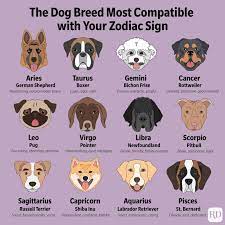 What is a aries spirit animal. This Is The Dog Breed That S Most Compatible With Your Zodiac Sign Reader S Digest
