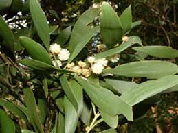 Image result for Acacia melanoxylon