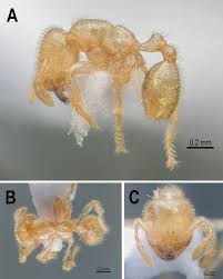 Image result for Odontosoria afra