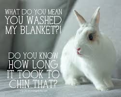  All That Work Down The Drain Literally Rabbit Rabbits Cuteanimals Cuteanimal Bunny Bunnies Pet Pets Pet Rabbit Funny Bunnies Bunny Wallpaper