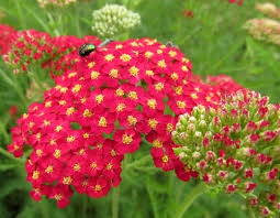 Krwawnik pospolity Paprika - ognisto czerwony C2 - 7796862813 - oficjalne  archiwum Allegro