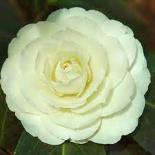 Lemon Glow Camellia Japonica Creamy Yellow Formal Double Medium Midseason Camellia Flowers Peach Tree Diseases
